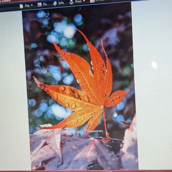 5x7 Original Photography Sunlit Red Maple Leaf 🍁 - Picture 2 of 2